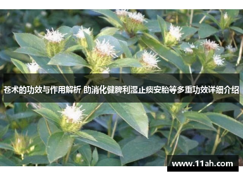 苍术的功效与作用解析 助消化健脾利湿止痰安胎等多重功效详细介绍