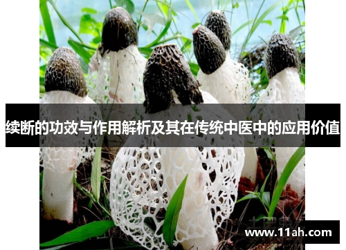 续断的功效与作用解析及其在传统中医中的应用价值